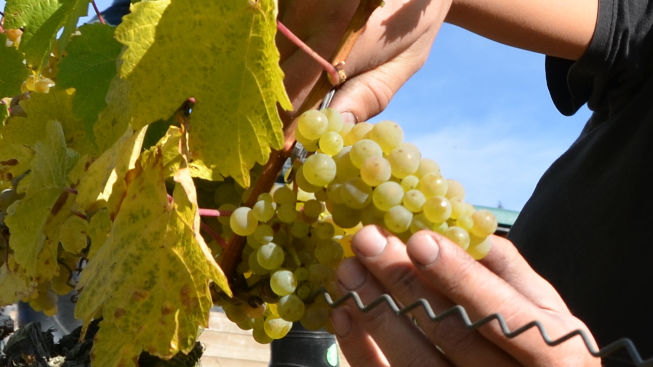 Weinlese in den Lorcher Weinbergen